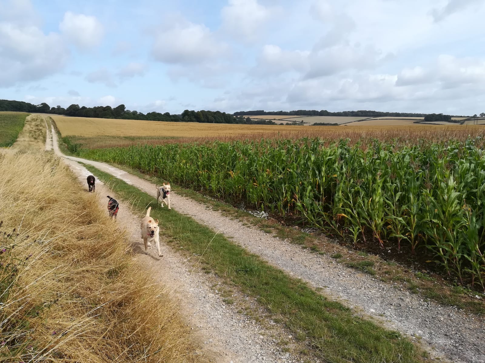 Dogs running through a field on a track